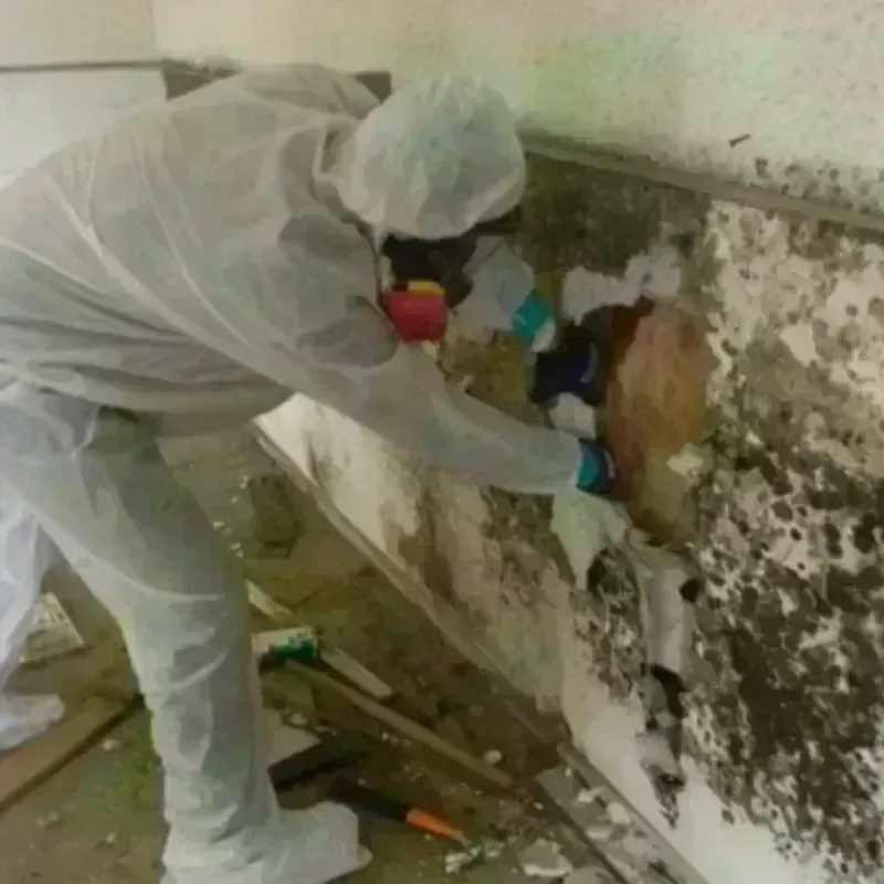 Mold Remediation and Removal in Jefferson, OH